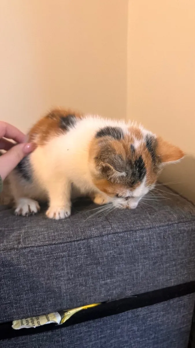 Kittens - 9 weeks old - Image 4