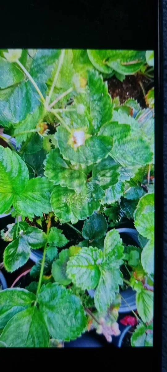 Garden strawberry plants in the pots - Image 1