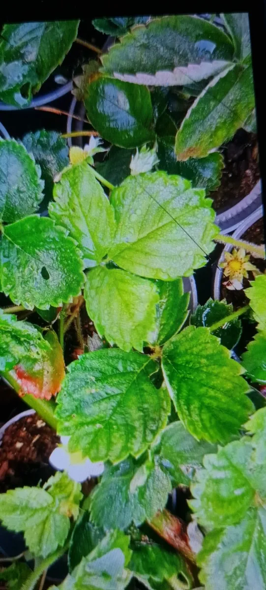 Garden strawberry plants in the pots - Image 2