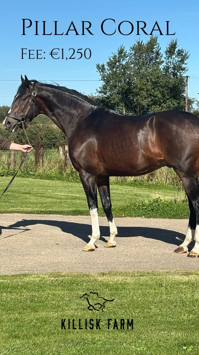 Pillar Coral (GB) AT STUD - Image 1