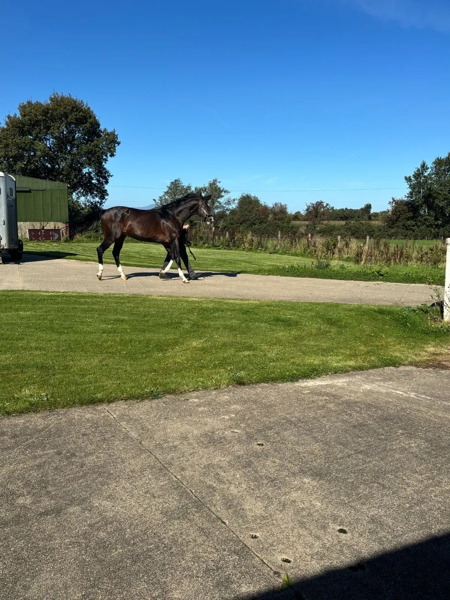 Pillar Coral (GB) AT STUD - Image 4