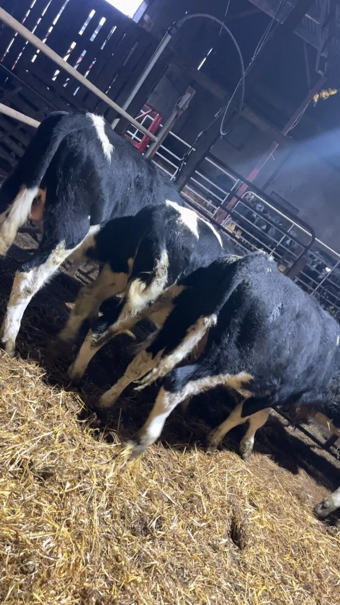 Fr bull weanlings - Image 1