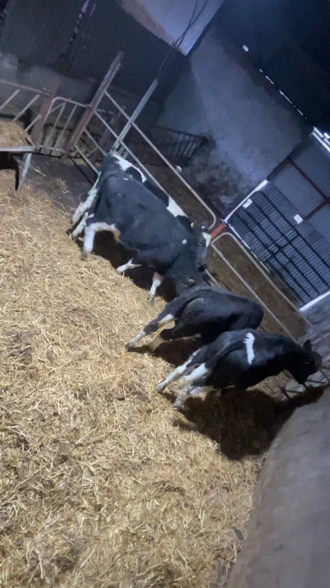 Fr bull weanlings - Image 2