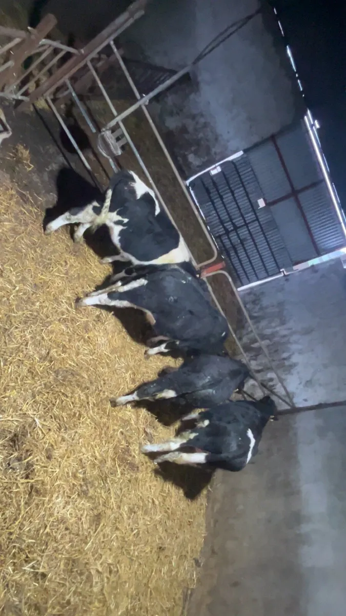 Fr bull weanlings - Image 3