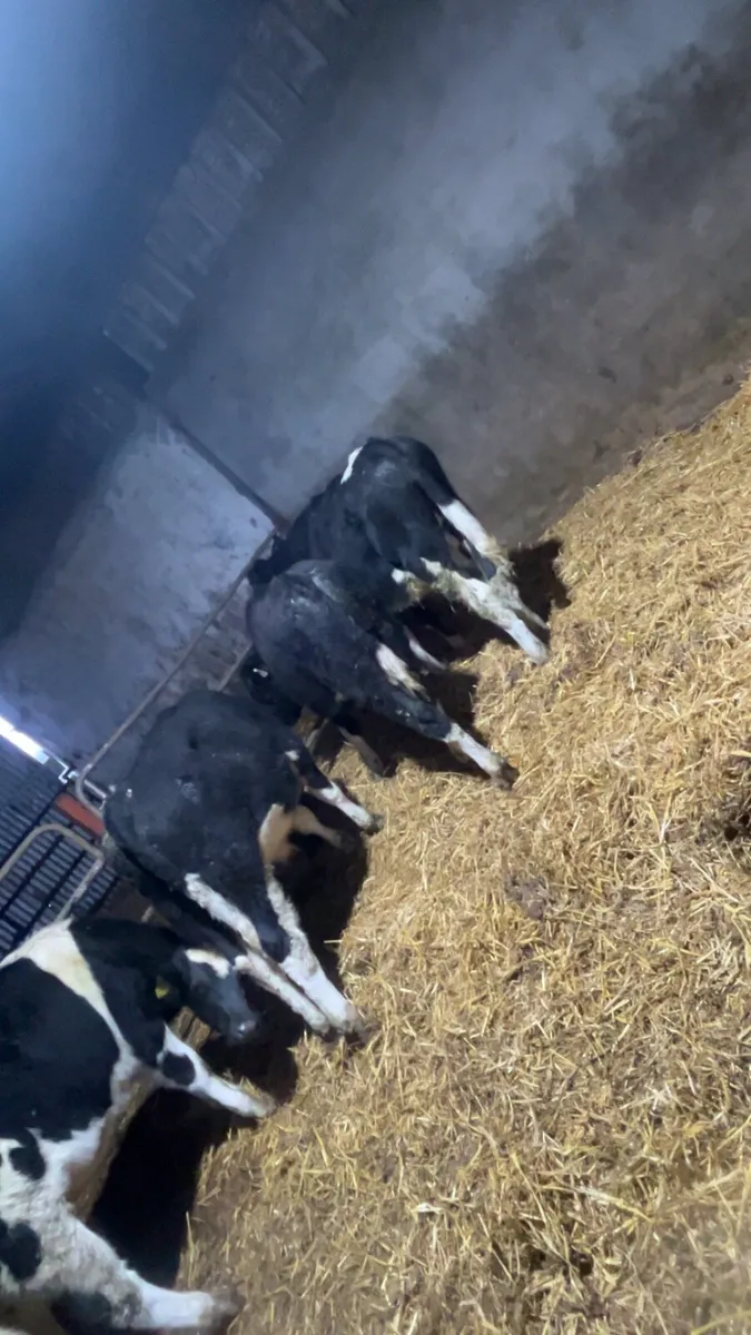 Fr bull weanlings - Image 4