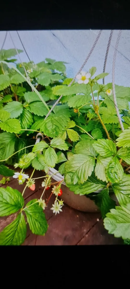 Wild strawberry plants in the pot - Image 1