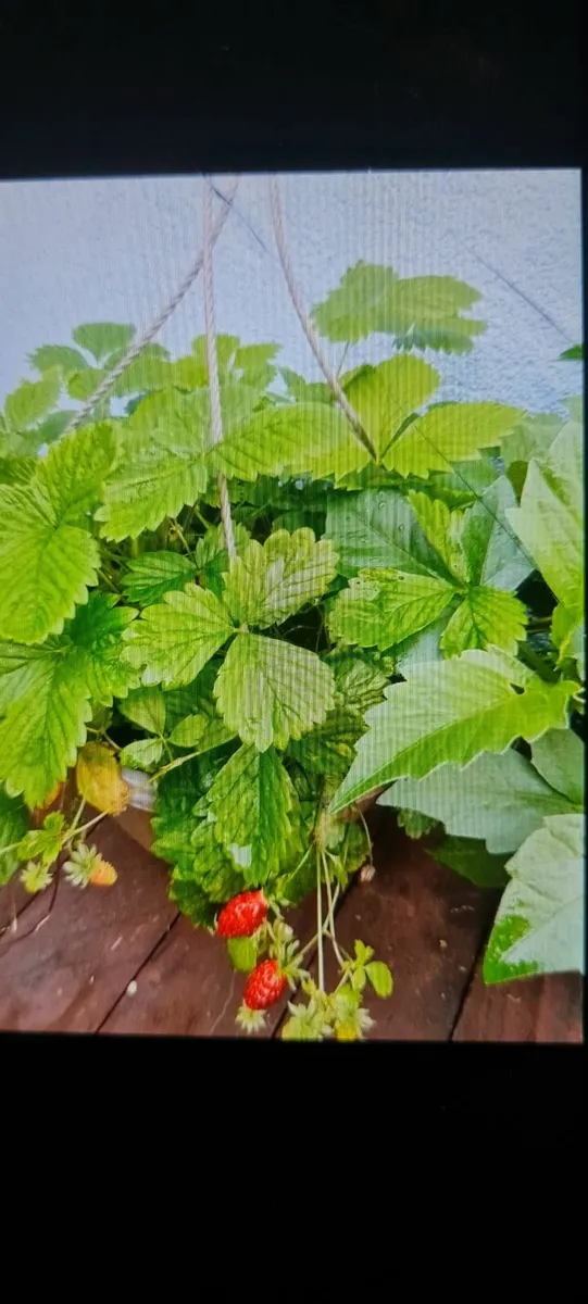 Wild strawberry plants in the pot - Image 2