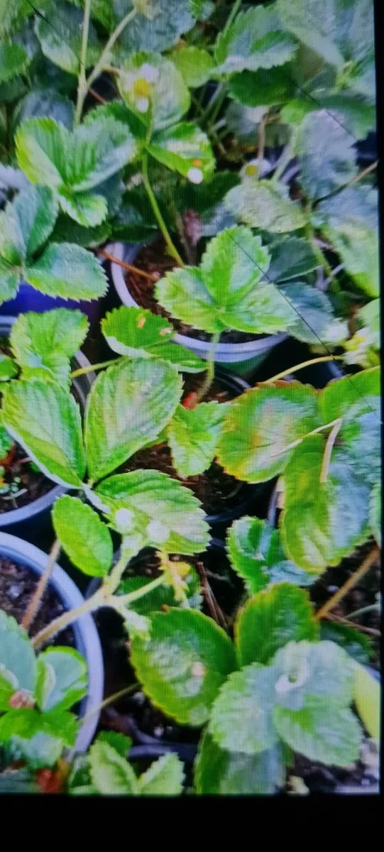 Garden strawberry plants in the pots - Image 3