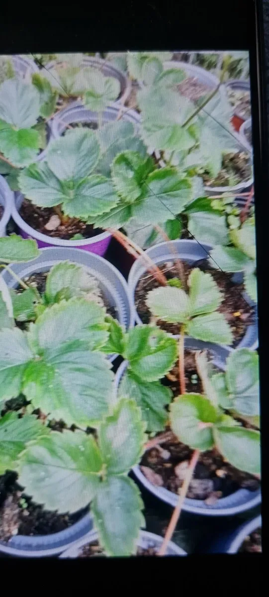 Garden strawberry plants in the pots - Image 4