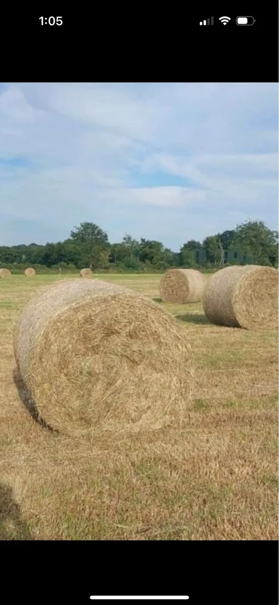 Hay - Image 1