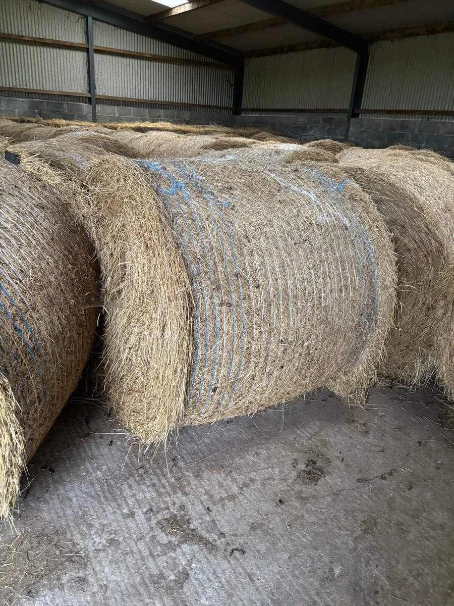 Hay - Image 2