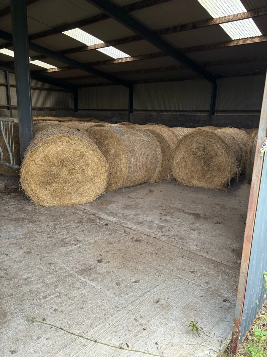 Hay - Image 3