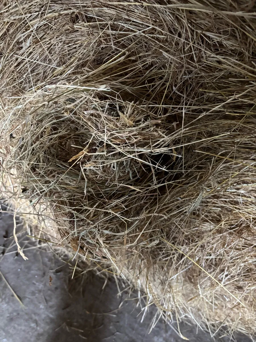 Hay - Image 4