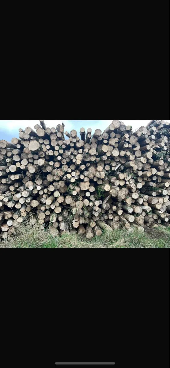 Artic load hardwood firewood - Image 2