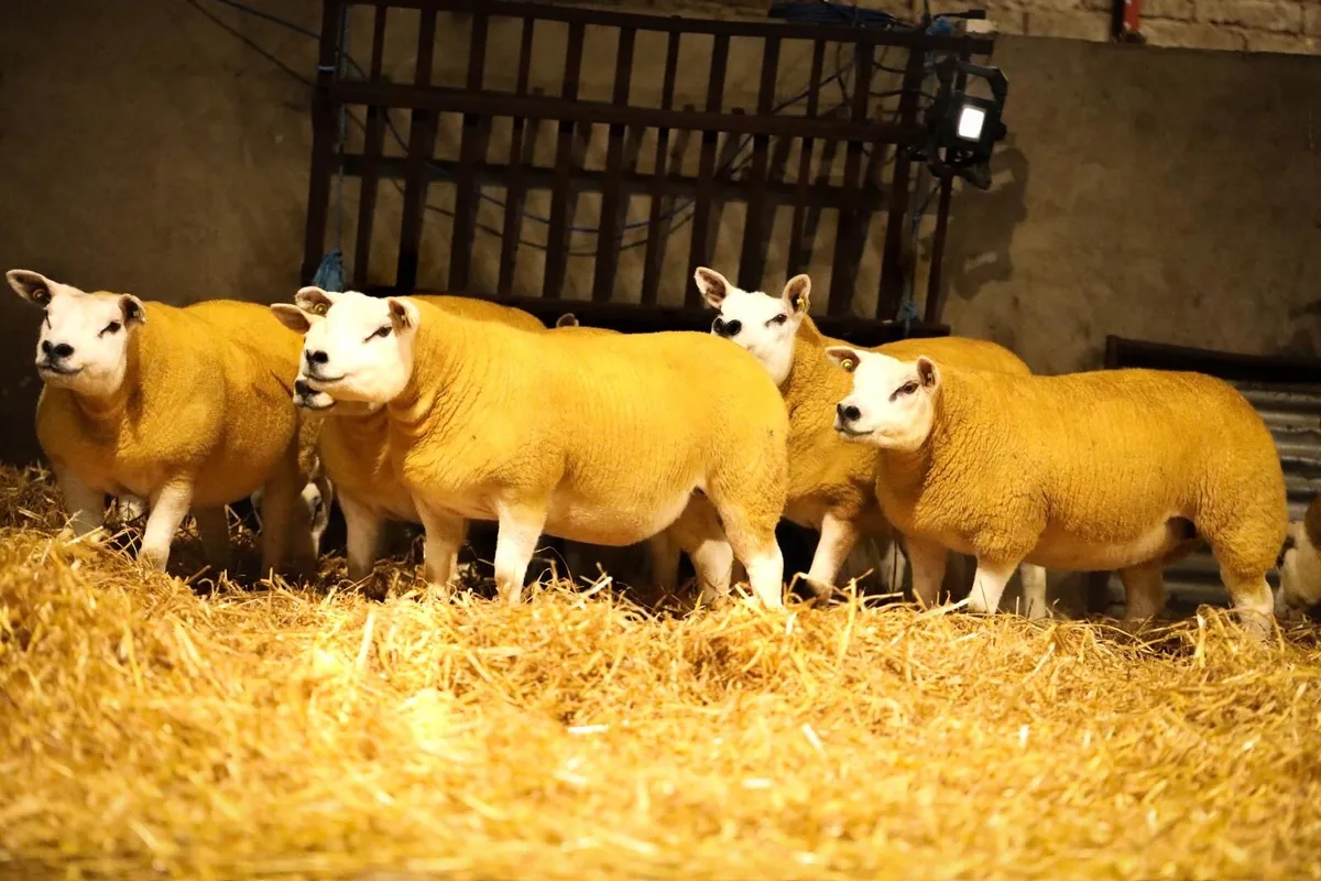 Pedigree Registered Texel Hogget Ewes - Image 2