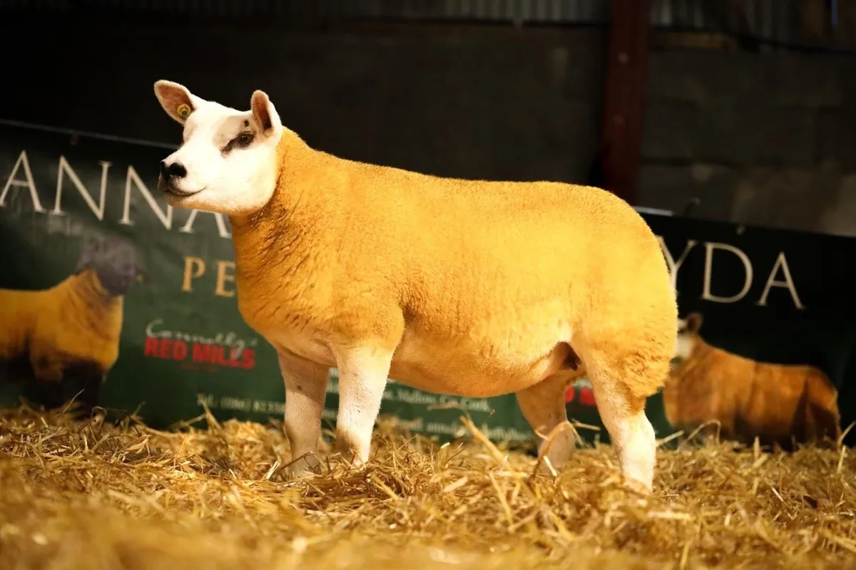 Pedigree Registered Texel Hogget Ewes - Image 3