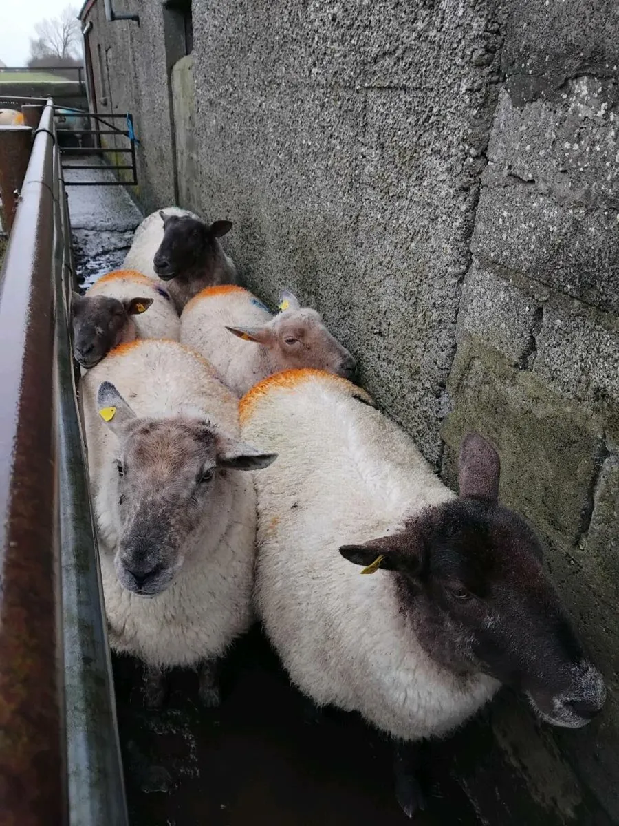 Pen 142/143 Ballinasloe Mart 11/12/25