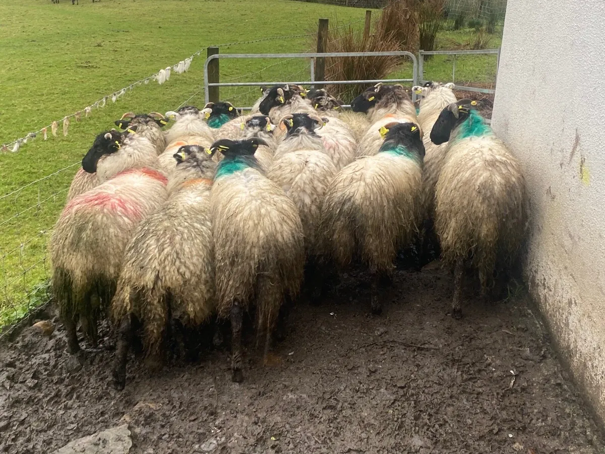 20 Super Ewe Lambs - Image 1