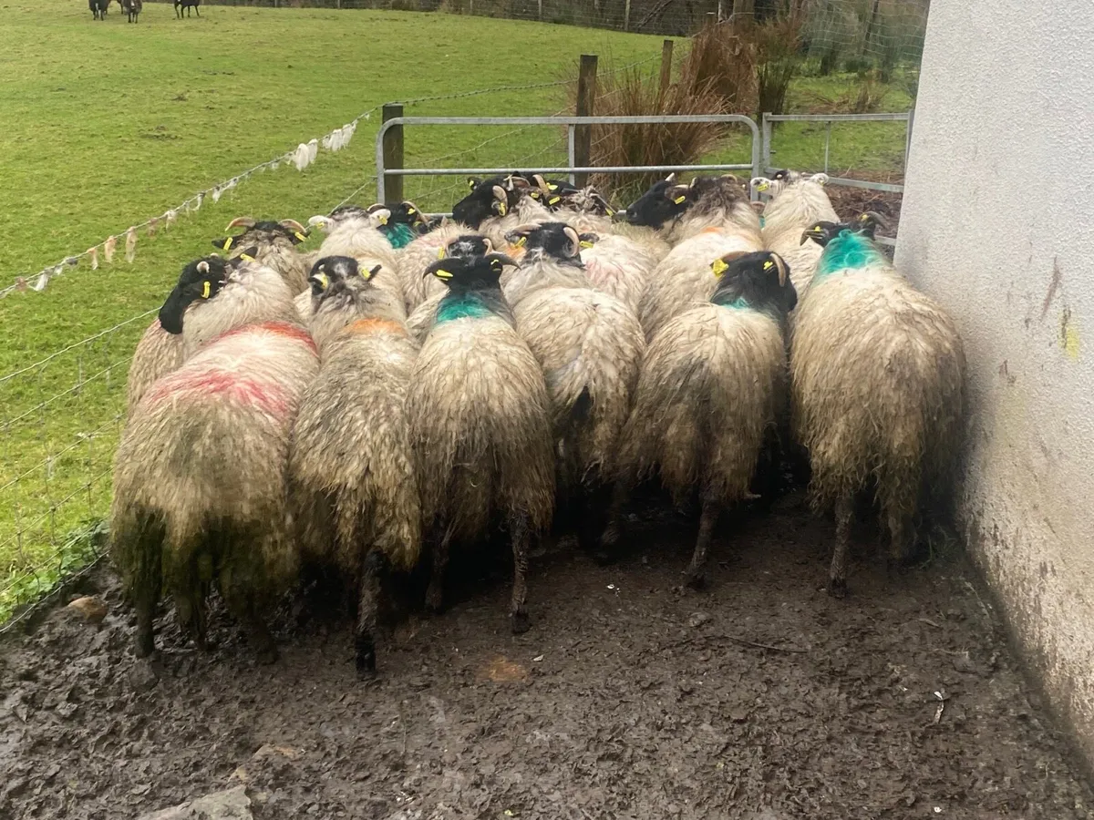 20 Super Ewe Lambs - Image 2