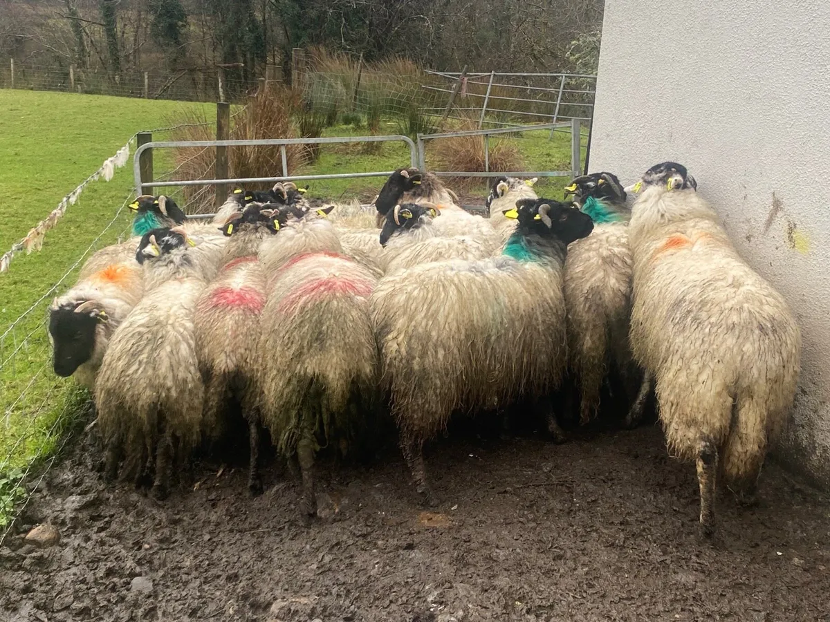 20 Super Ewe Lambs - Image 3