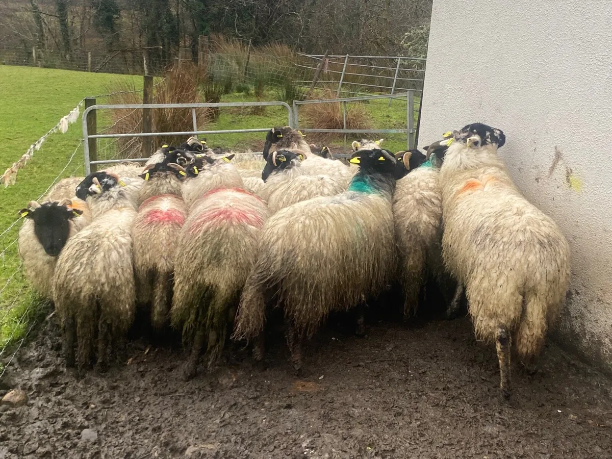 20 Super Ewe Lambs - Image 4