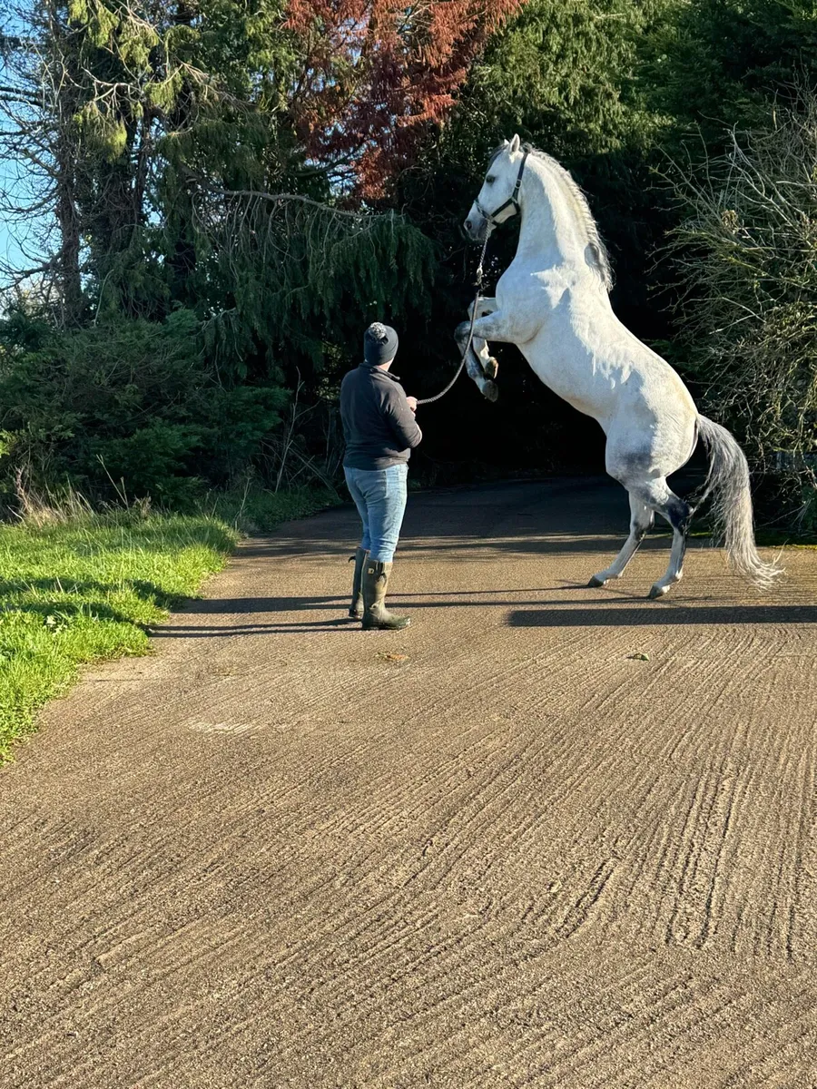 Tip Two Win (GB) AT STUD - Image 1