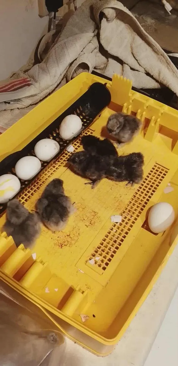 USA silkie chicks - Image 1