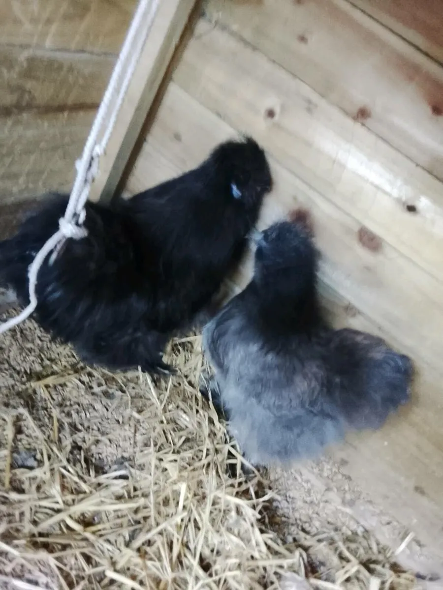 USA silkie chicks - Image 2