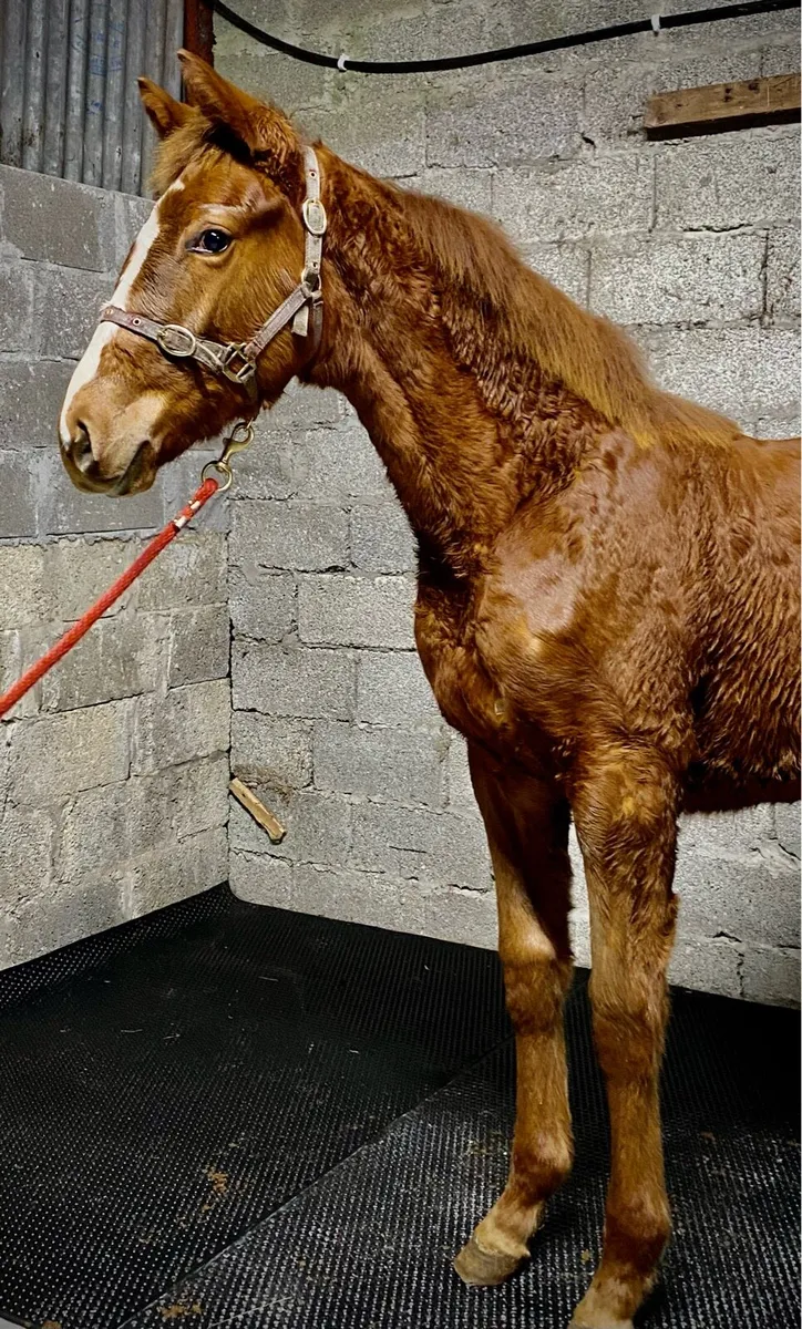 For pleasure filly - Image 1