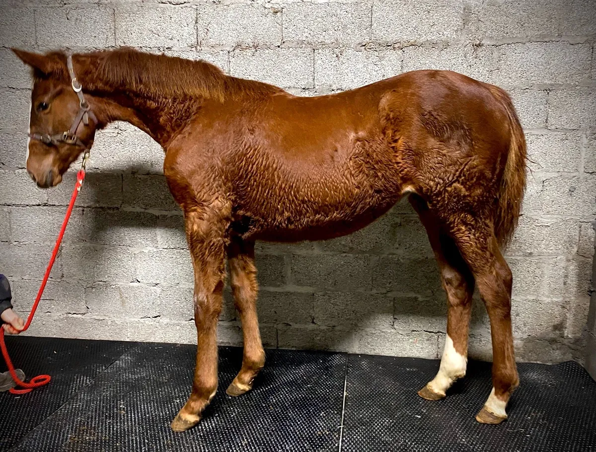 For pleasure filly - Image 2