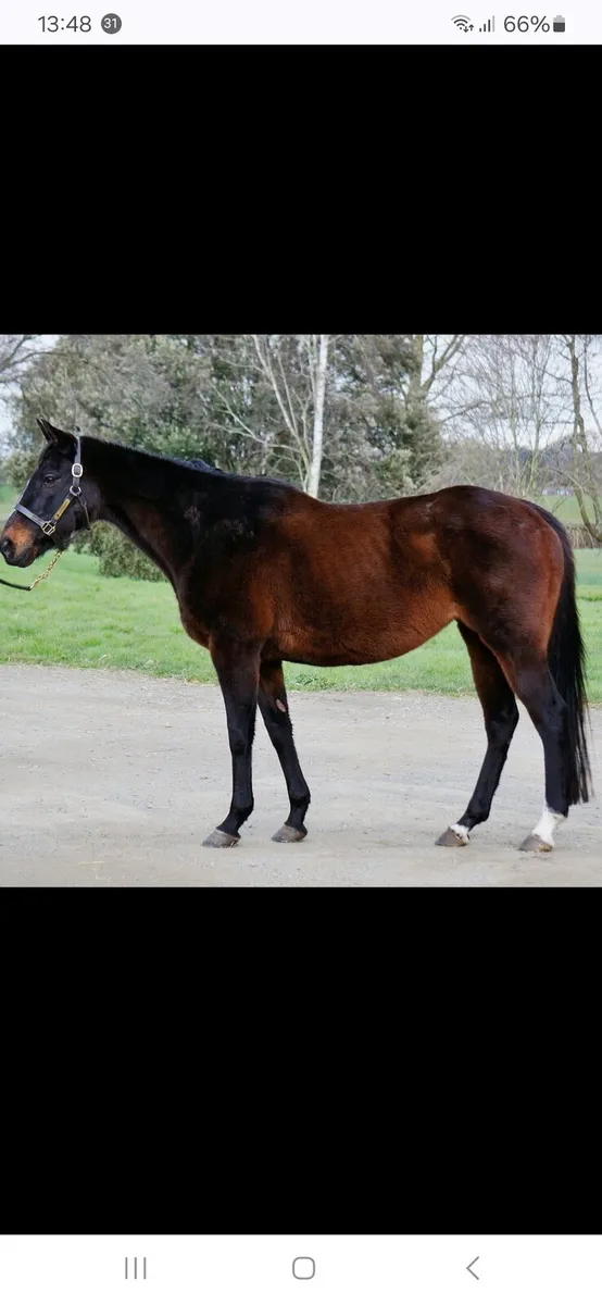 Thoroughbred broodmare dam of blacktype - Image 1