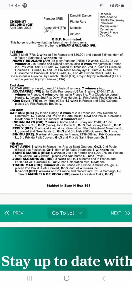 Thoroughbred broodmare dam of blacktype - Image 2