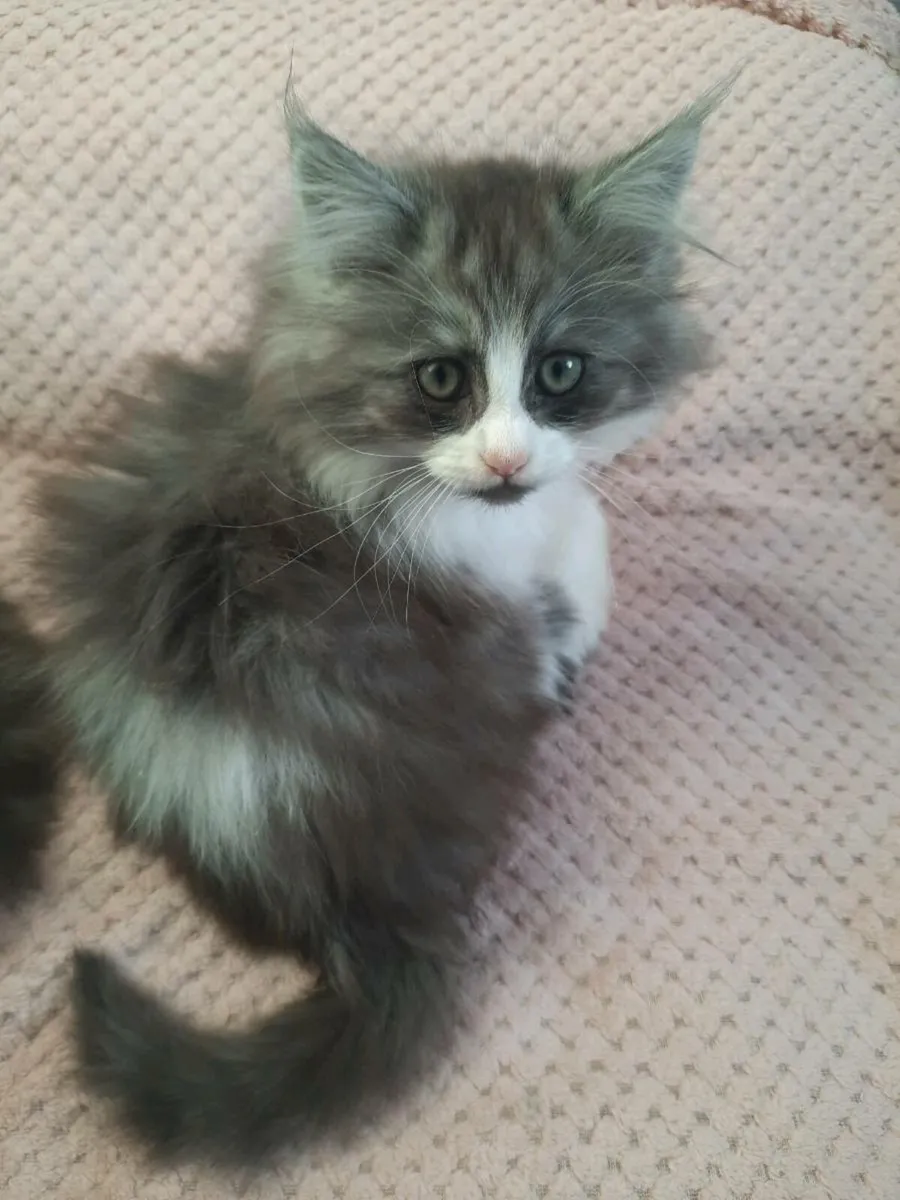 Maine coon kittens - Image 2