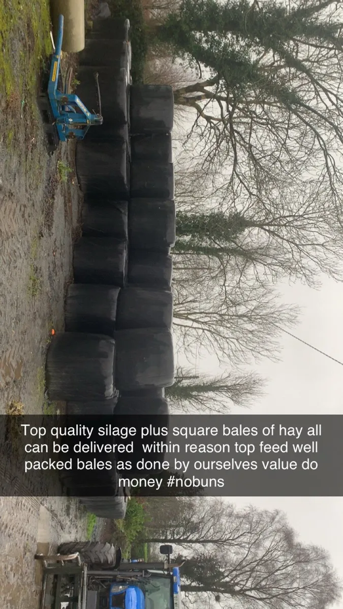 Top quality silage plus square bales - Image 2