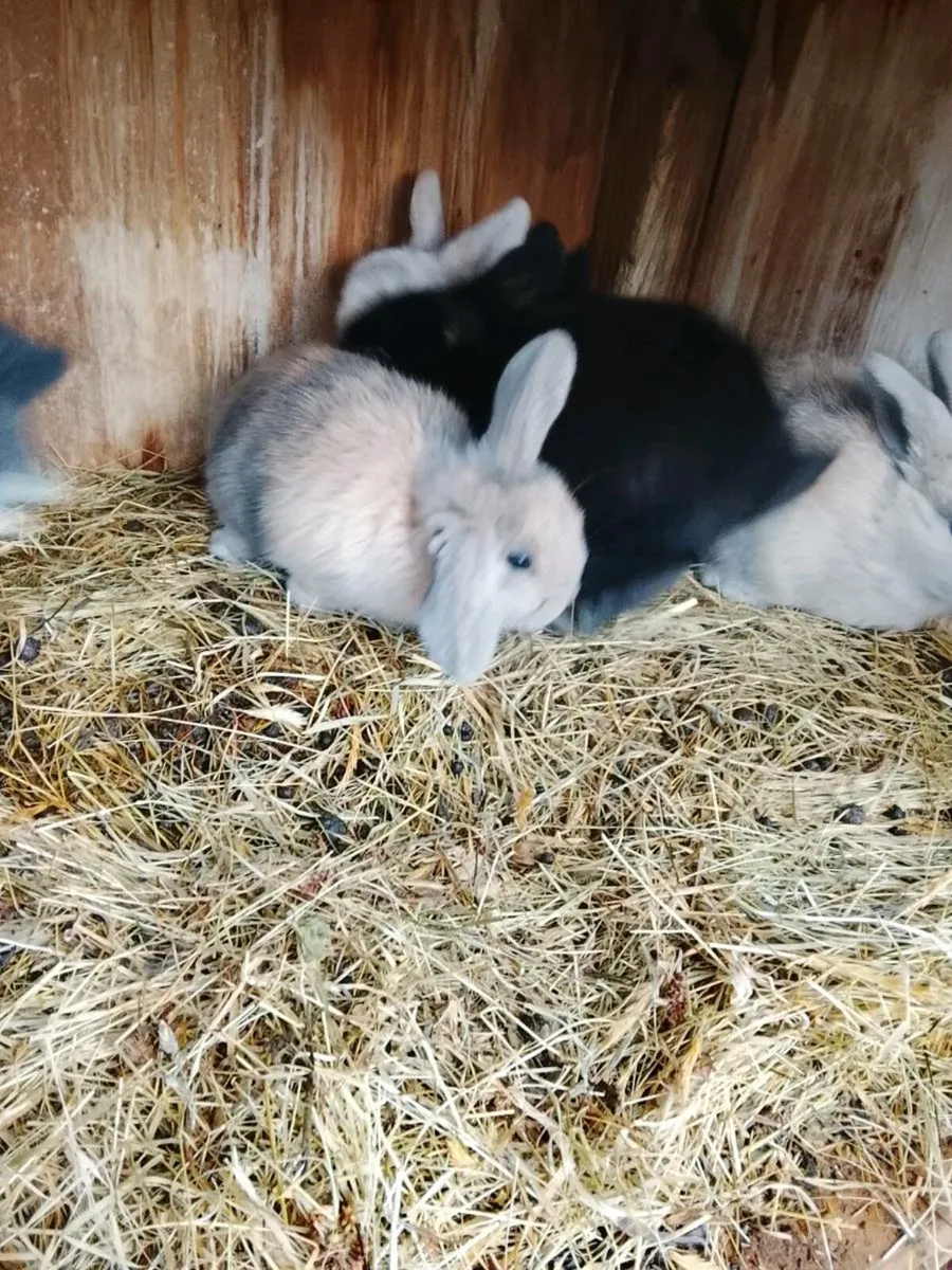 Baby bunnies - Image 1