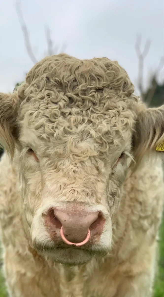 Charolais Bull - Image 1