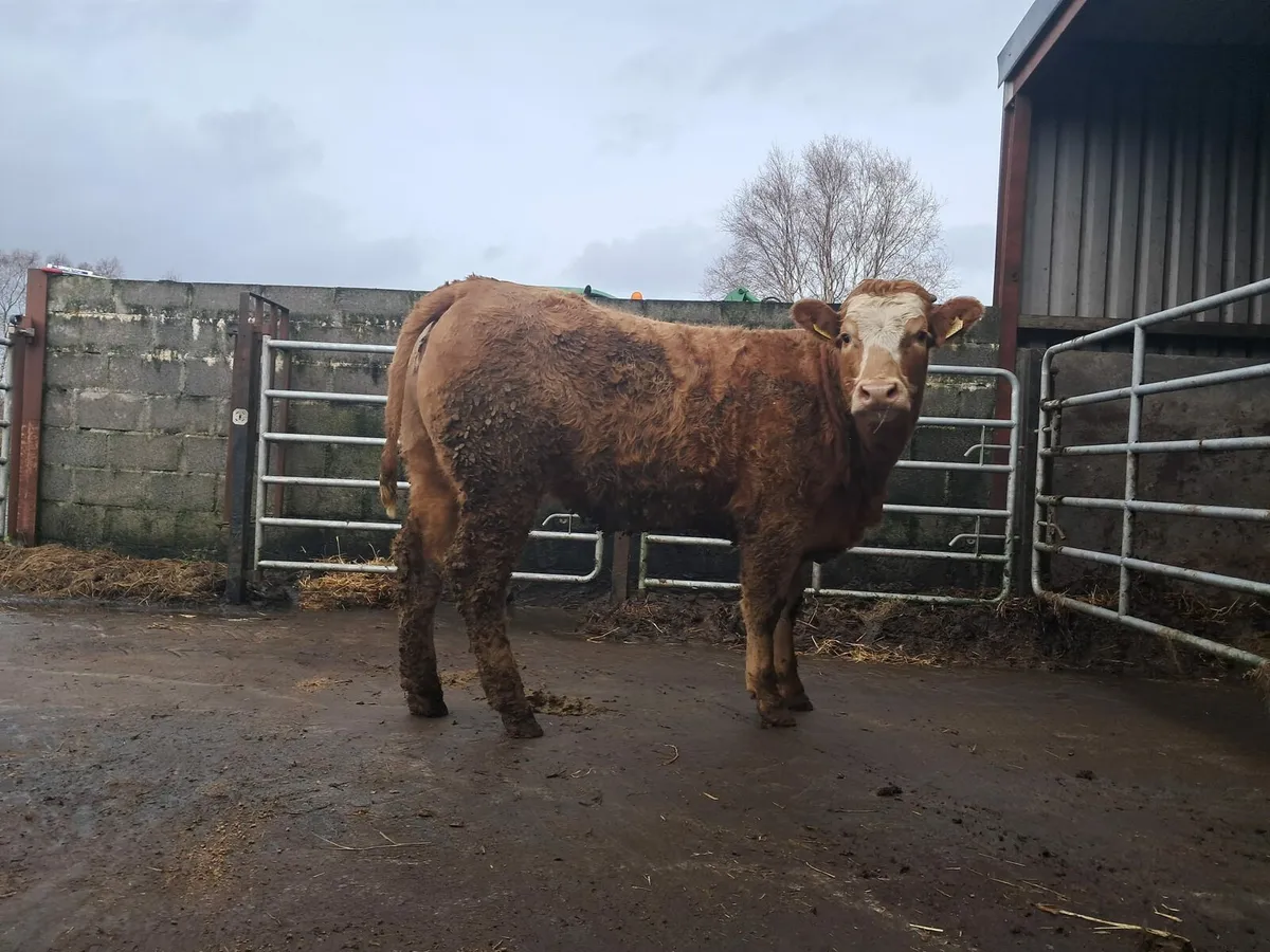 Serious breeding or beef heifer - Image 1