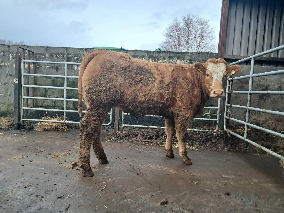 Serious breeding or beef heifer - Image 2