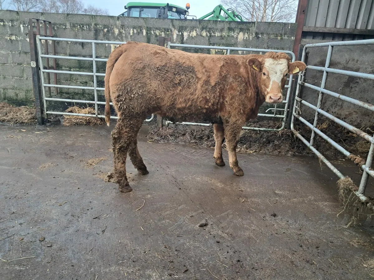 Serious breeding or beef heifer - Image 3