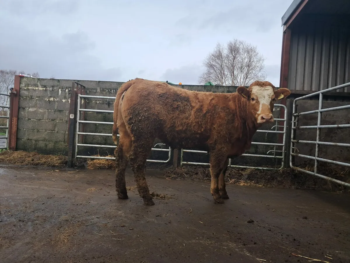 Serious breeding or beef heifer - Image 4