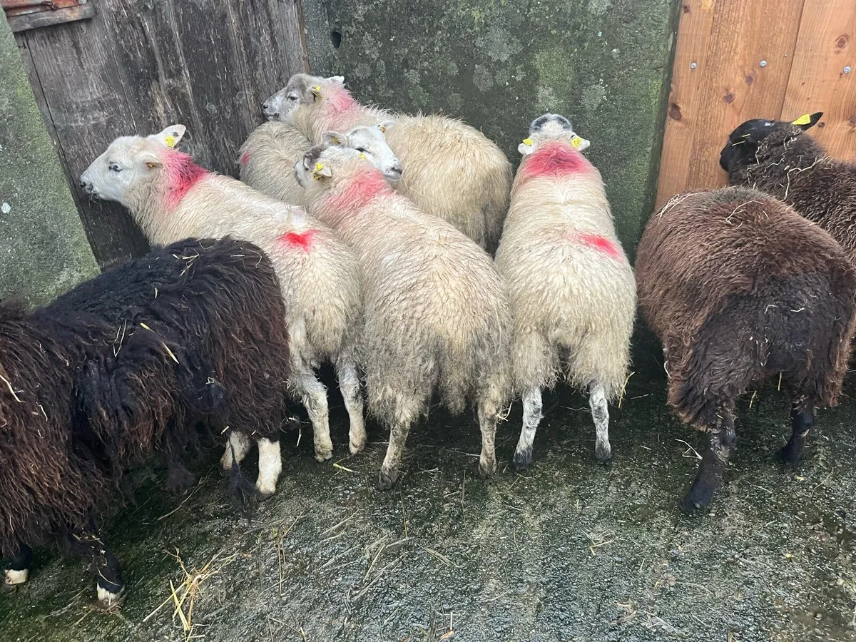 Ewe lambs - Image 1