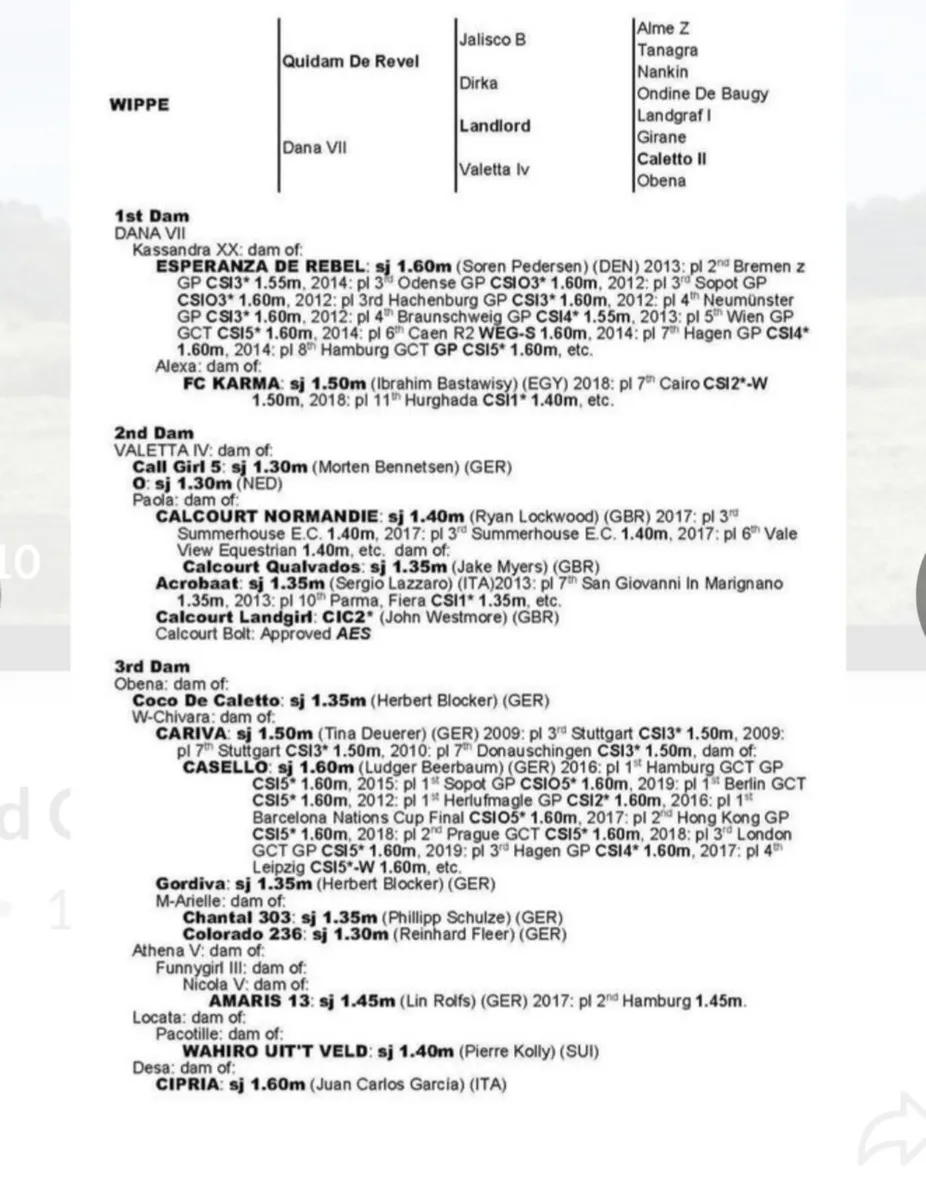 Lansdowne X Numero Uno colt - Image 2