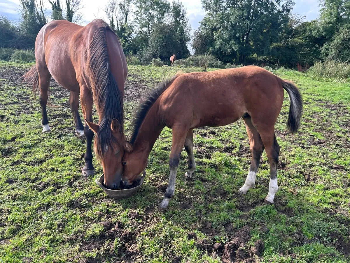 Lansdowne X Numero Uno colt - Image 4