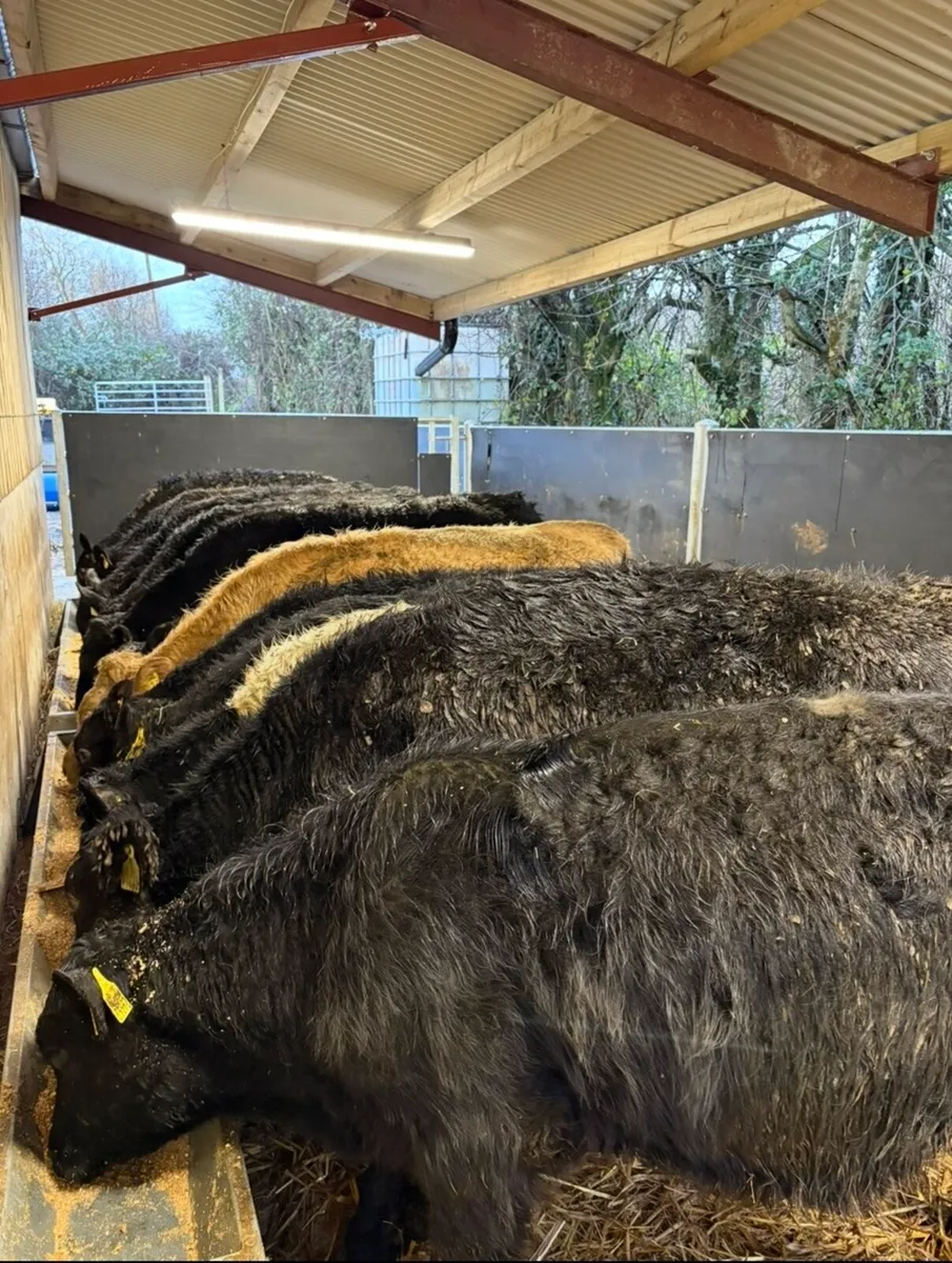 13 super home bred 250kg store bullocks - Image 1