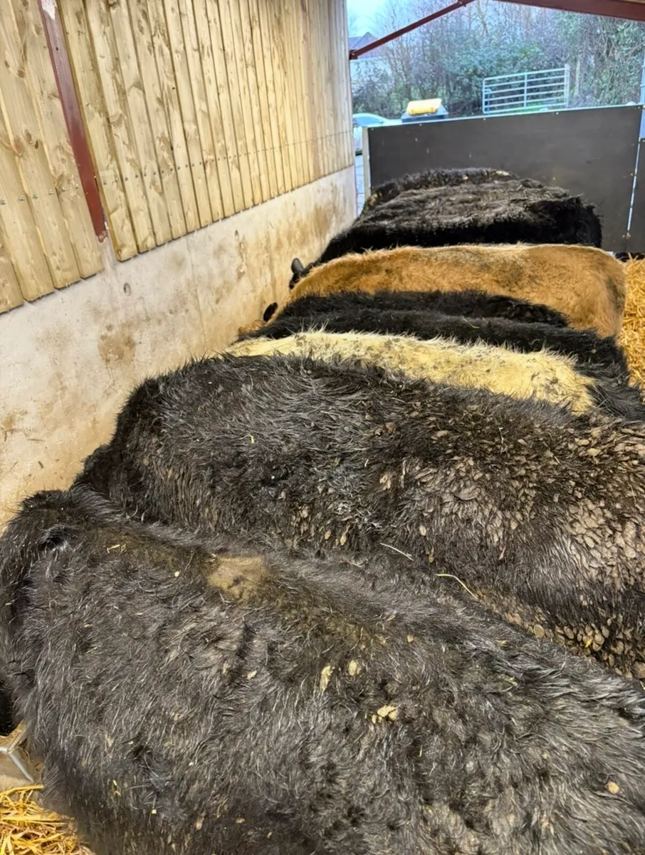 13 super home bred 250kg store bullocks - Image 2