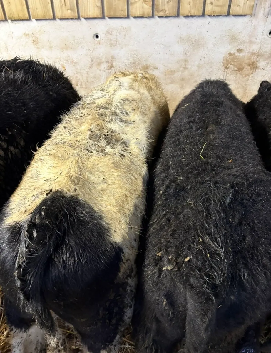 13 super home bred 250kg store bullocks - Image 3