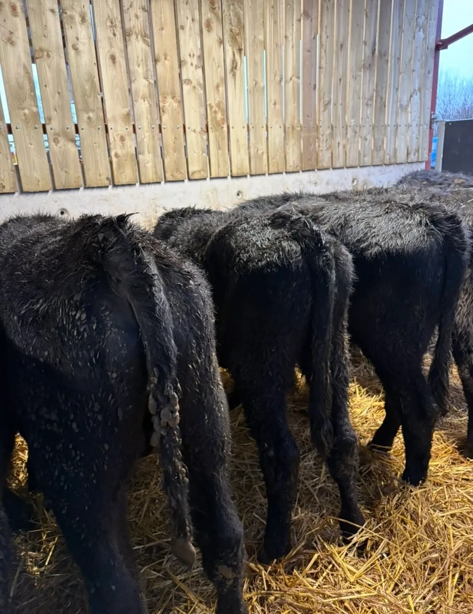 13 super home bred 250kg store bullocks - Image 4