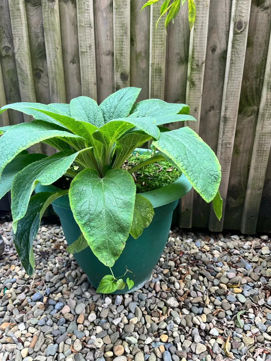 Plants with a pots - Image 2