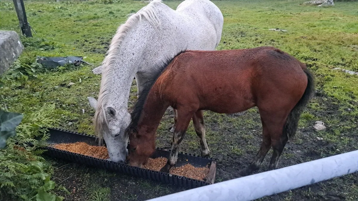 Connemara Colt - Image 1