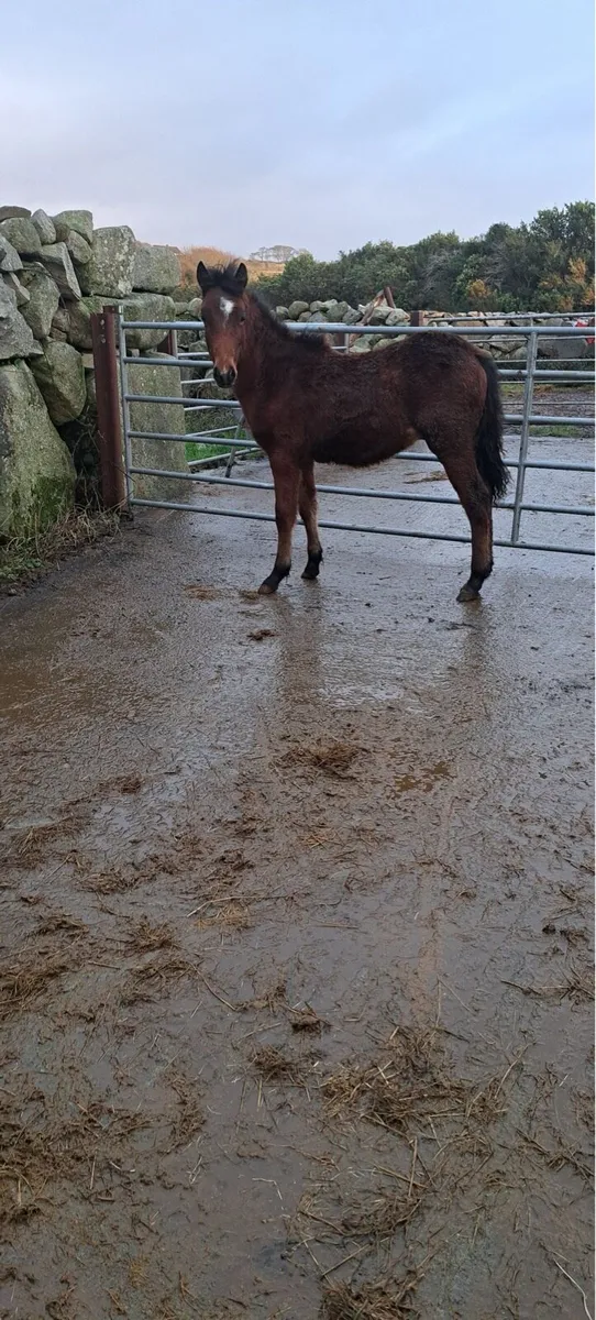 Connemara Colt - Image 2